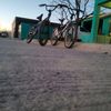 pollo_tkd1