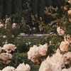 sriyani__11