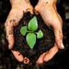 PlantsLife