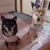 yokomomiryu