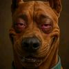 dog_king_01