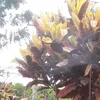 deomilia_