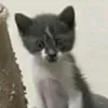 pipekapro