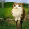 tienthichnhacngot