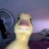 el_patito_juan20110