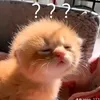 cadaydanhdach77