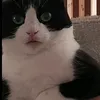 tymekhoptasz