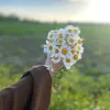 alloo._85