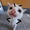 kitikatgo