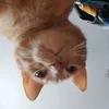bagieadvdtl