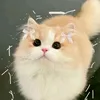 kohei_chi