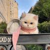 pinkcat41