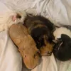 piggiefamily_