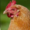 pollo_asadom