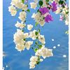 md.hasan.mahmud21