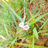aashish_mandal01