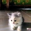 bbutterflyi_nw