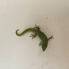 光莉