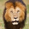 black_manedlion