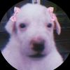 rattyflea