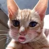 bibibibibi711