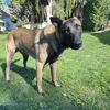 malinois444