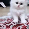 ybbkgn.g.gjjcgl