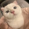 kittiwat0101