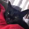 cats4evarrr