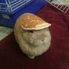 bunnywithpankace