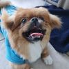 enzo_theplayfulpe