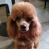 kikkaoreo