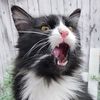 reigningcatsanddo