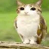 hiaksolikai
