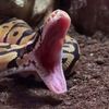 indiesnake4