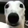 silly_zane3