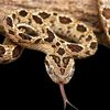 exotic.pets60