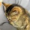 piennyan22