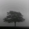 username221004279