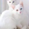 tiktok11030