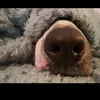 oimenscred