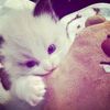 l4annnsukaa_oreoo