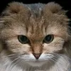 megu.ooki