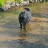 lifewith2dogs2