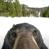 mitrotdm