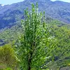 gulesurgulesur4
