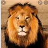 ricky_lion.888
