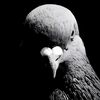 lord_pigeon111