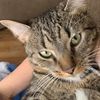 theultimatecatpep