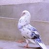 bawafayair1